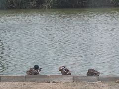 -盐城丹顶鹤湿地生态旅游区