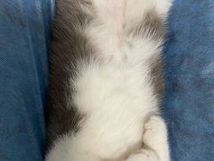 -纳吉亚猫专科动物诊疗中心(蒋宅口分院)