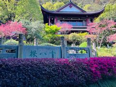 -十八棵（老龙井）御茶园(老龙井店)