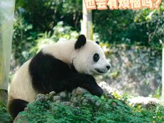 -都江堰中华大熊猫苑