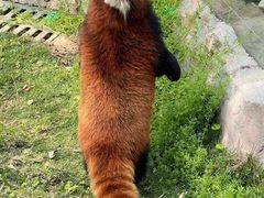 -灵玲国际马戏城