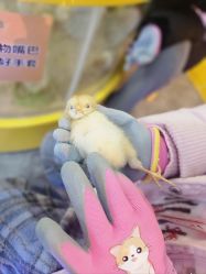 -神奇动物撸宠馆·羊驼·小浣熊·异宠(豫园店)