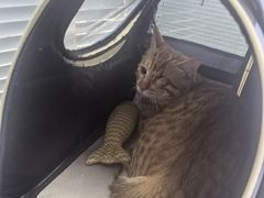 -瑞派福兴宠物医院犬猫全科·骨科·中西医结合(河东店)