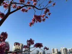 -狐尾山公园