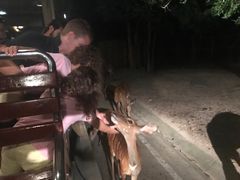 -清迈夜间动物园