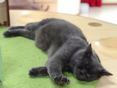 -猫和宫(六道口店)