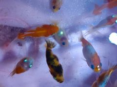 -中环花鸟鱼虫市场