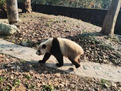 -都江堰中华大熊猫苑
