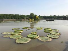 -大湾区中央湿地公园