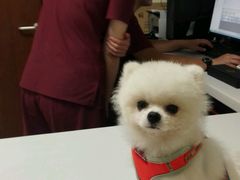 -美联众合动物医院·24h转诊中心
