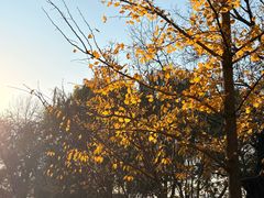 -长白岛森林公园