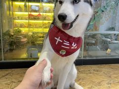 -Husky Go! 哈士奇体验馆·宠物咖啡厅狗咖