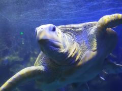 -太平洋海底世界