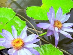 -国家植物园南园