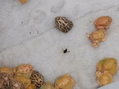 -青石桥花鸟鱼虫市场(叠翠城店)