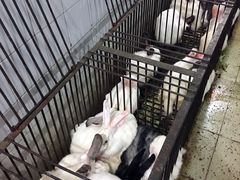 -温江公平红烧兔(总店)