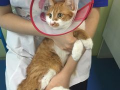 -佳怡动物医院·平价24小时·猫专科骨外科