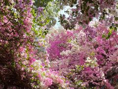 -深圳国际园林花卉博览园