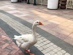 -国色天乡三期陆地乐园
