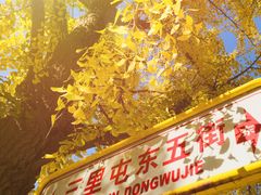 -三里屯东五街银杏大道