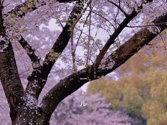 -武汉大学-樱园