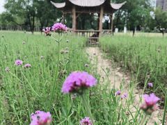 -杭州城北体育公园