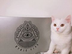 -猫宠乐园·专业洗护