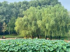-大望京公园