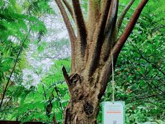 -深圳仙湖植物园