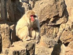 -合肥野生动物园