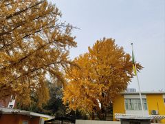-三里屯东五街银杏大道
