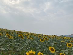 -光明小镇欢乐田园