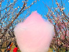-香雪海