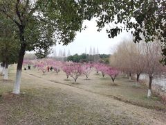 -南湖湿地公园