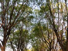 -唐城墙遗址公园