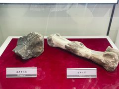 -嘉荫恐龙国家地质公园