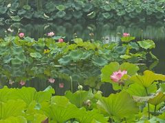 -金银湖国家城市湿地公园