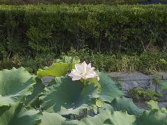 -月湖风景区