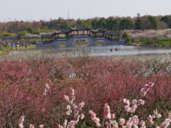-上海海湾国家森林公园