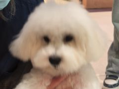 -帕帕拉兹宠物(亚洲旗舰店)