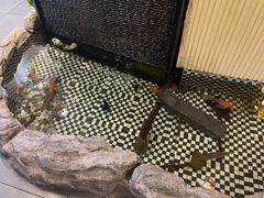 -松岛日本料理(汾江路店)