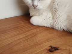 -有猫主题·治愈系猫咖(曾厝垵店)