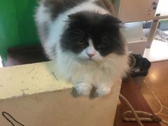-李小姐の猫咖啡馆(五角场店)