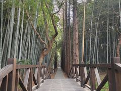 -同里国家湿地公园