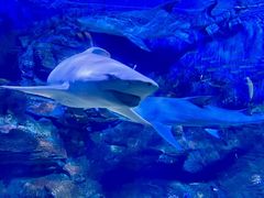 -烟台海昌鲸鲨海洋公园