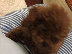 -惠康宠物医院(华能路店)