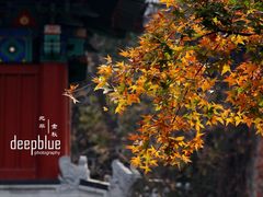 -香山公园