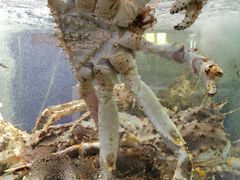 -蟹之国·精品蟹料理(极地店)