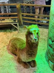 -Zoolung Zoolung动物主题公园(海信广场店)