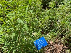 -中国科学院西双版纳热带植物园